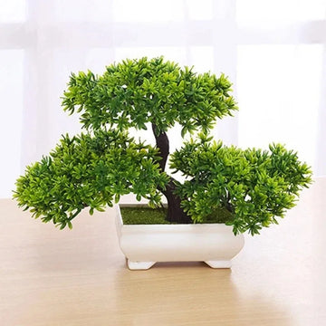 Zen Evergreen Bonsai Set