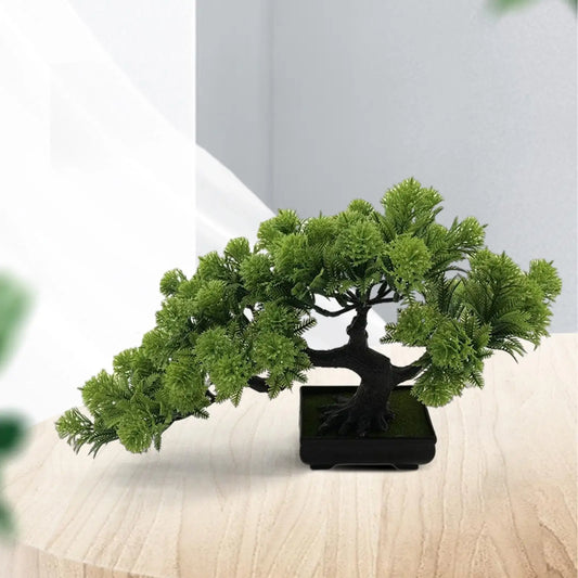 Zen Evergreen Bonsai