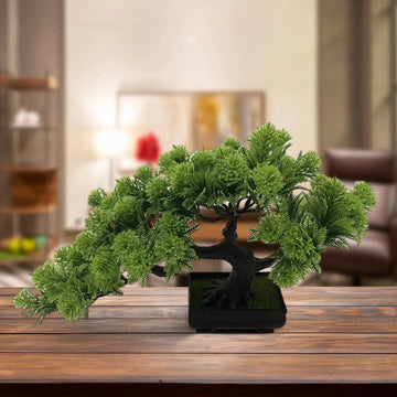 Zen Evergreen Bonsai